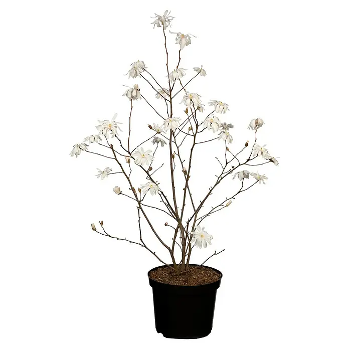 Piardino Magnolie - Magnolia liliiflora in Sorten, Topfgröße: 23 cm - Ein blühender Sternmagnolienbaum in einem schwarzen Topf. Die weißen Blüten stehen in schönem Kontrast zu den braunen Ästen.