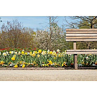 Piardino Blumenzwiebeln 6er Mix Pack (Botanische Bezeichnung: Sortenabhängig)