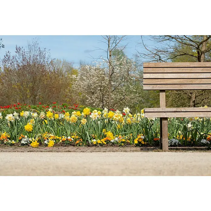Piardino Blumenzwiebeln 6er Mix Pack - Botanische Bezeichnung: Sortenabhängig - Eine Parkbank steht inmitten eines blühenden Blumenbeetes mit Narzissen und anderen Frühlingsblumen im Park. Im Hintergrund Bäume und Büsche.