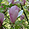 Piardino Magnolie (Magnolia liliiflora in Sorten, Topfgröße: 23 cm) | BAUHAUS