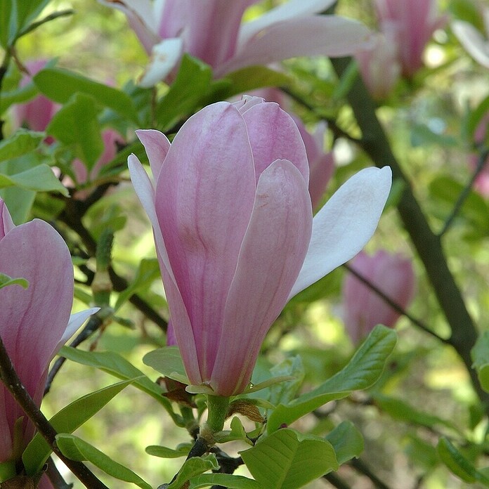 Piardino Magnolie (Magnolia liliiflora in Sorten, Topfgröße: 23 cm) | BAUHAUS