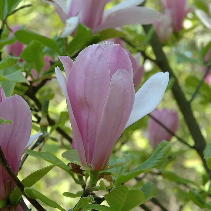 Piardino Magnolie - Magnolia liliiflora in Sorten, Topfgröße: 23 cm - Nahaufnahme einer rosa und weißen Magnolienblüte mit grünen Blättern im Hintergrund.
