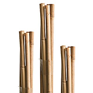 Windhager Bambus štapovi (Ø x V: 1,3 x 180 cm, Smeđe boje, 1 Kom.)
