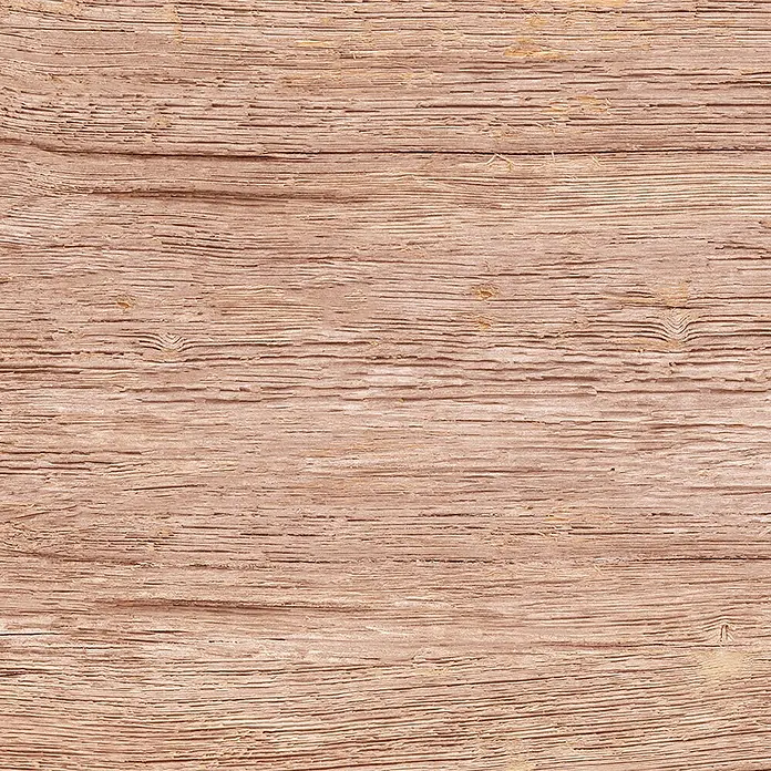 Feinsteinzeugfliese Quercia - 30 x 60 cm, Beige, Matt - Nahaufnahme einer hellbraunen, texturierten Holzoberfläche, die die Maserung und natürlichen Details des Materials hervorhebt.