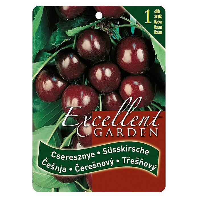 Obstbaum Kirsche (Prunus avium, Wurzelverpackt) | BAUHAUS
