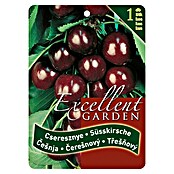 Obstbaum Kirsche (Prunus avium, Wurzelverpackt) | BAUHAUS