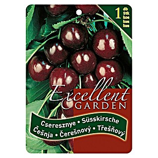Obstbaum Kirsche (Prunus avium, Wurzelverpackt)