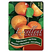 Obstbaum Marille (Prunus armeniaca, Wurzelverpackt) | BAUHAUS