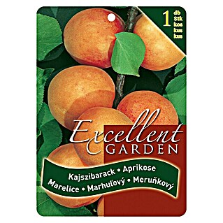 Obstbaum Marille (Prunus armeniaca, Wurzelverpackt)