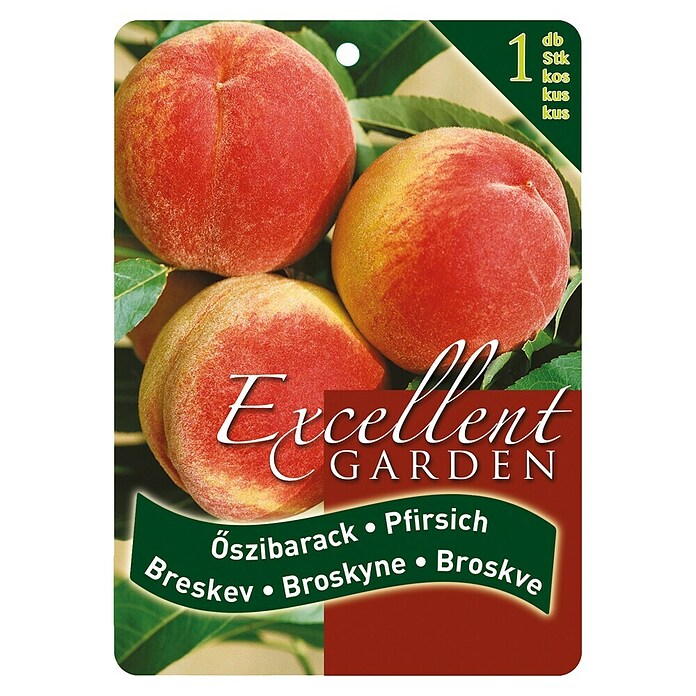 Obstbaum Pfirsich (Prunus persica, Wurzelverpackt) | BAUHAUS