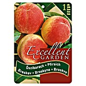 Obstbaum Pfirsich (Prunus persica, Wurzelverpackt) | BAUHAUS