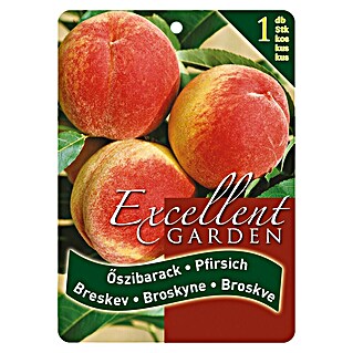 Obstbaum Pfirsich (Prunus persica, Wurzelverpackt)