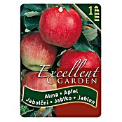 Obstbaum Apfel (Malus domestica, Wurzelverpackt) | BAUHAUS
