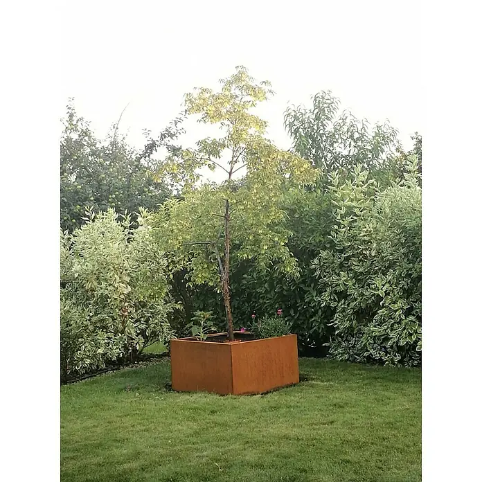 Palatino Exclusive Line Pflanzkasten Clara - 100 x 100 x 50 cm, Cortenstahl, Rotbraun - Rostfarbener Pflanzkübel aus Metall mit Baum und Grünpflanzen im Garten.