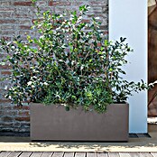 Deroma Millennium Pflanzkasten (Außenmaß (L x B x H): 99 x 37 x 39 cm, Kunststoff, Sandstone) | BAUHAUS