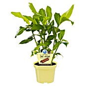 Elettaria cardamomum12