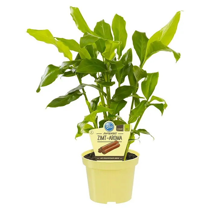 Blu Bio Malabarkardamom - Elettaria cardamom, Topfgröße: 12 cm - Topf-Zimtbaum mit grünen Blättern im hellgelben Topf, mit Etikett 'Duftendes Zimt-Aroma' und Zimtstangen.