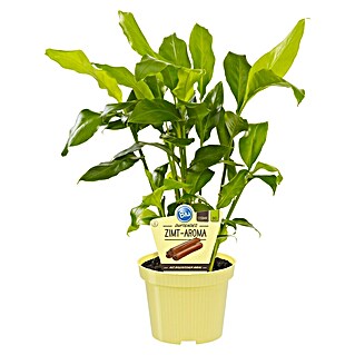 alocasia regal shield variegata Alocasia Variegated Regal Shields  Zero's Plants