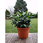 Elettaria cardamomum12