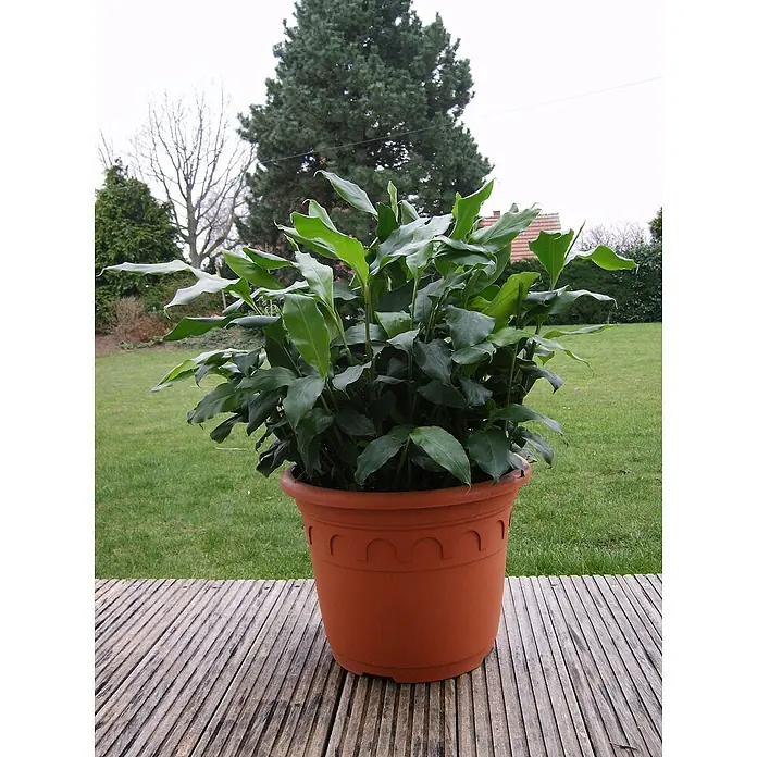 Blu Bio Malabarkardamom - Elettaria cardamom, Topfgröße: 12 cm - Großer terrakottafarbener Topf mit üppiger grüner Blattpflanze, auf Holzterrasse im Garten.