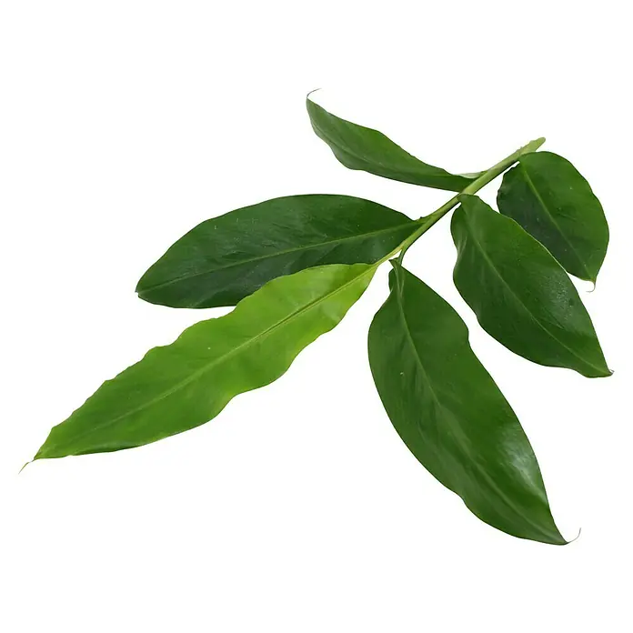 Blu Bio Malabarkardamom - Elettaria cardamom, Topfgröße: 12 cm - Mehrere frische grüne Blätter an einem Stiel.