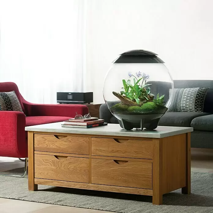 biOrb Terrarium AIR - Ø x H: 51,2 x 57,8 cm, 60 l, Schwarz, Kunststoff - Stimmungsaufnahme