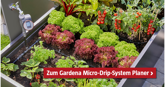 Micro-Drip-System von Gardena im Hochbeet zwischen verschiedenen Gemüsepflanzen