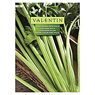 Valentin Sjeme povrća Celer Verde Pascal (Apium graveolens, Berba: Svibanj)
