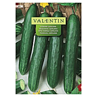 Valentin Sjeme povrća Krastavci Gergana (Cucumis sativus, Berba: Kolovoz)