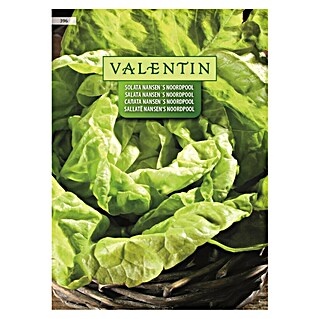 Valentin Sjeme povrća Salata Nansen's Noordpool (Lactuca sativa var. capitata, Berba: Veljača)