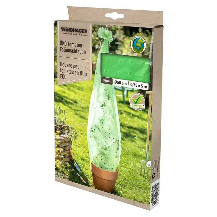 bambus lbeck Gelber Laufbambus - Phyllostachys aureosulcata aureocaulis