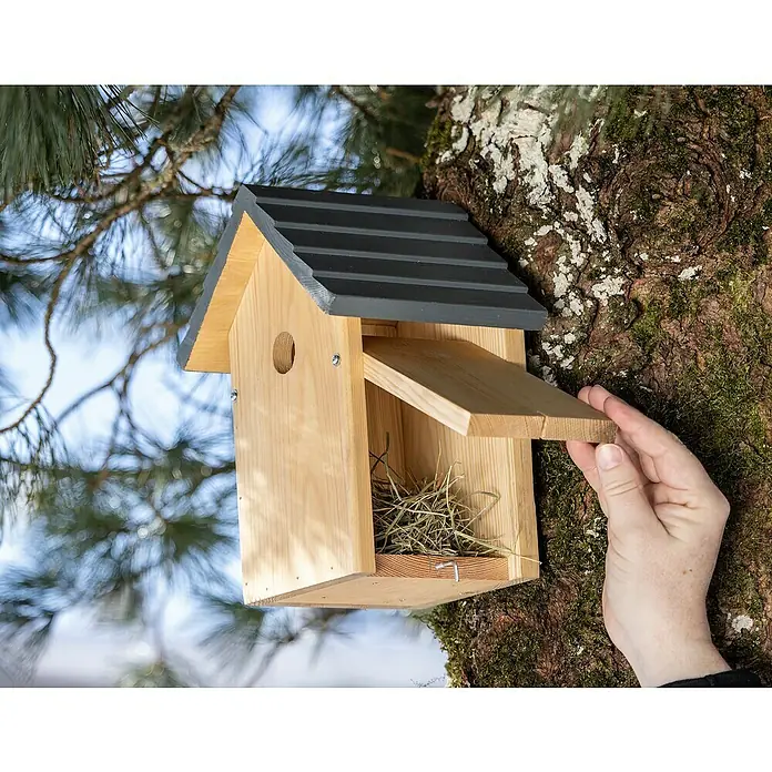 Windhager Nistkasten Cosy - Kiefer, Holz - Nahaufnahme eines hölzernen Vogelhauses mit grauem Dach, befestigt an einem Baumstamm, dessen Tür von einer Hand geöffnet wird.