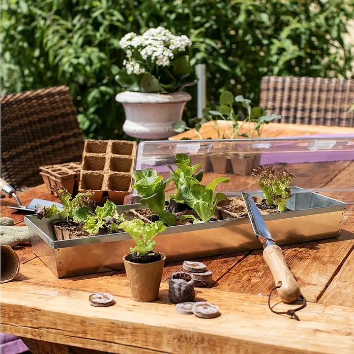 Windhager Anzuchtschale - L x B: 57 x 18,5 cm, Metall - Nahaufnahme einer Anzuchtschale mit jungen Salatpflanzen, umgeben von Gartengeräten auf einem rustikalen Holztisch im Garten.