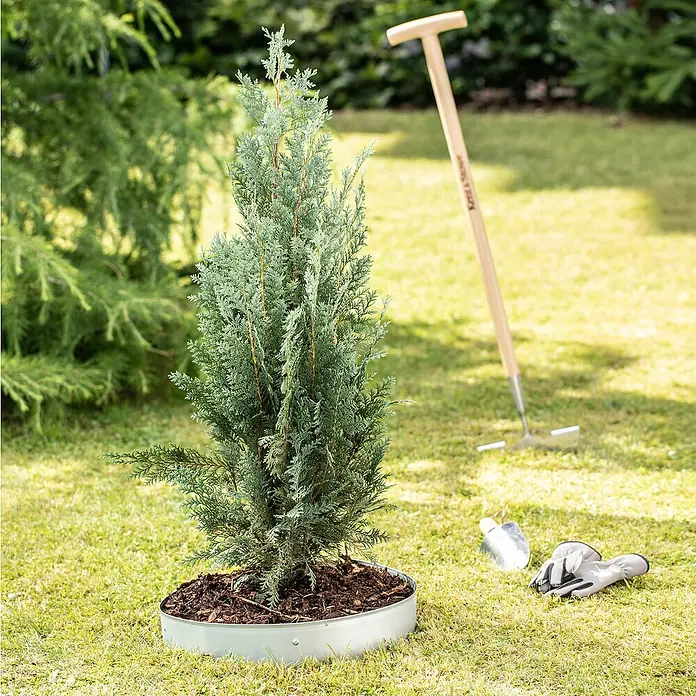 Windhager Rasenkante Baumring-Set - Silber, Stahl, Verzinkt, Gesamtstückzahl: 2 Stk. - Ein bläulich-grüner Zypressenbaumsetzling im Pflanzgefäß, bereit für die Gartengestaltung, mit Gartengeräten im Hintergrund.