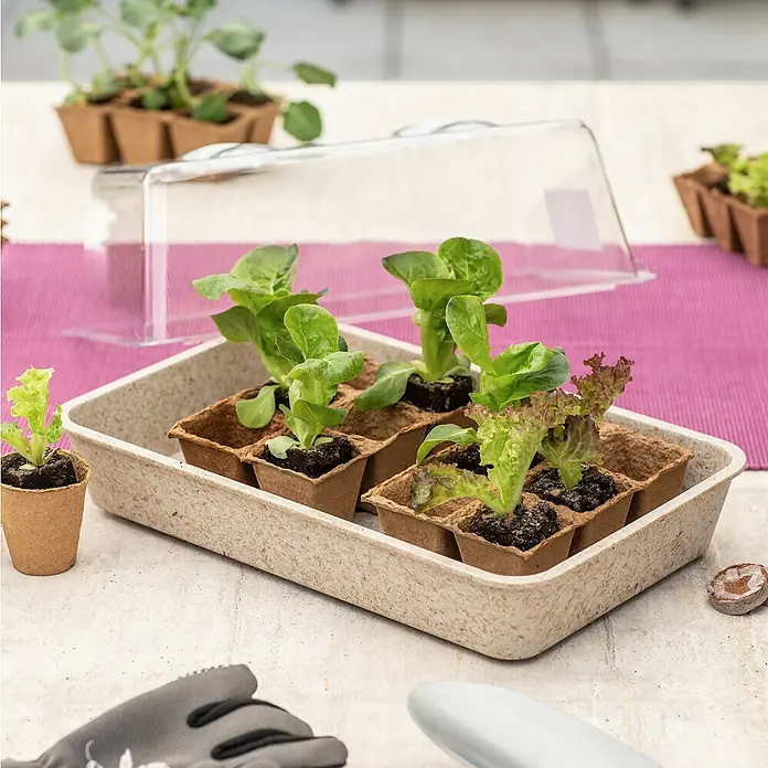 Windhager Anzuchtschale Greenline ECO natur - L x B: 382 x 242 mm, Beige - Anzuchtschale mit jungen Salatpflanzen in einzelnen Töpfen unter einer transparenten Abdeckung, bereit für den Garten.