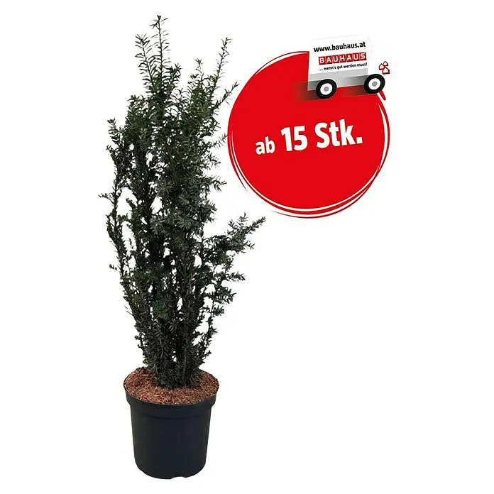 Lebensbaum (Thuja occidentalis 'Samaragd', Topfvolumen: 5 l) | BAUHAUS