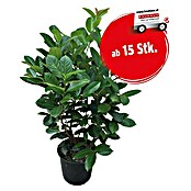 Kirschlorbeer (Prunus laurocerasus 'Etna', Topfvolumen: 7,5 l, Aktuelle Wuchshöhe: 80 cm - 100 cm) | BAUHAUS