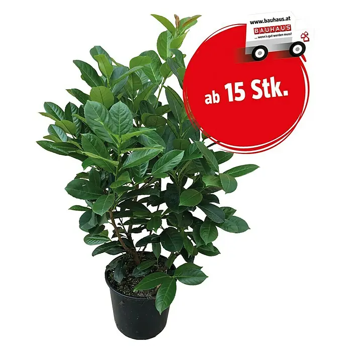 Piardino Kirschlorbeer (Prunus laurocerasus, Aktuelle Wuchshhe: 140 cm -  160 cm, Topfvolumen: 10 l) | BAUHAUS