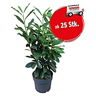 Kirschlorbeer (Prunus laurocerasus ''Caucasica'', Topfvolumen: 3 l, Aktuelle Wuchshöhe: 60 cm - 80 cm)