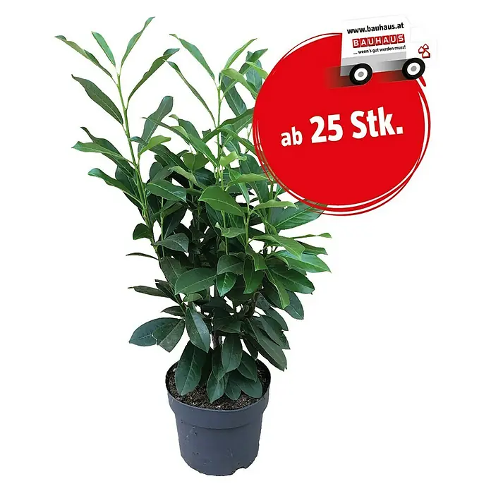 fagus transportband Fagus houten transportband - verstelbaar 10.58 main image 1