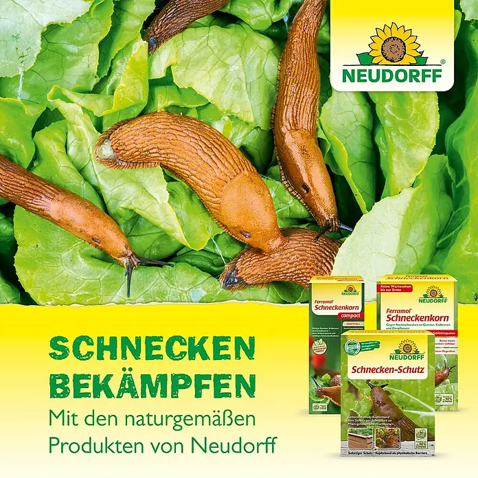 Neudorff Ferramol Schneckenkorn - 700 g - Neudorff Produkte zur Schneckenbekämpfung: Ferramol Schneckenkorn Compact, Schneckenkorn und Schnecken-Schutz für Gemüse, Erdbeeren und Zierpflanzen.