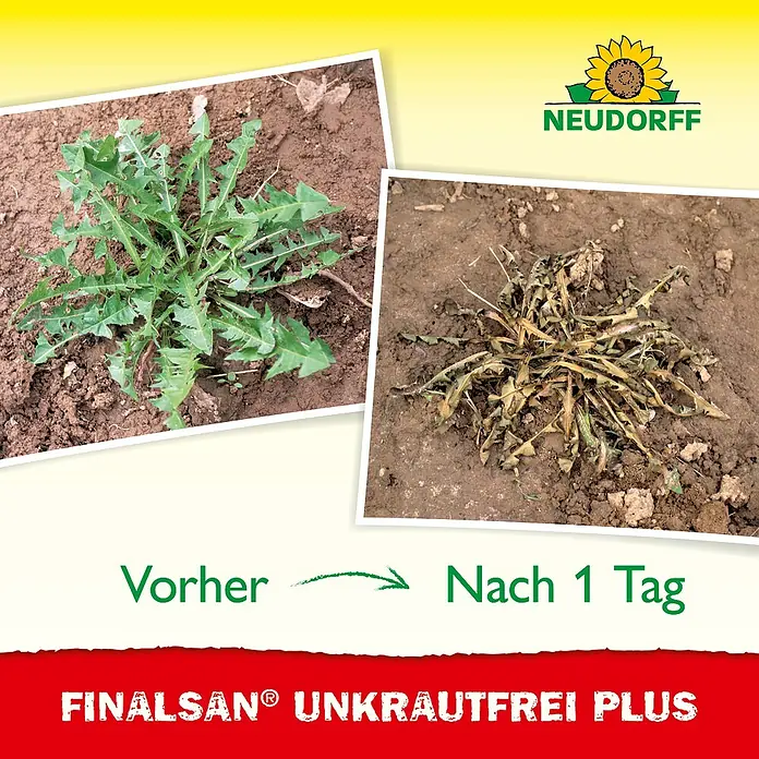 Neudorff Finalsan Unkrautfrei Plus - 2 l - Vorher-Nachher-Vergleich mit Finalsian Unkrautfrei Plus: Löwenzahn vor und nach der Behandlung.