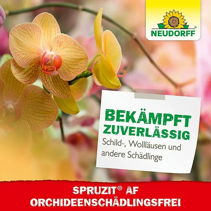 Neudorff Spruzit Schädlingsfrei AF - 250 ml, Geeignet für: Orchideen - SPRUZIT AF Orchideenschädlingsfrei bekämpft zuverlässig Schild-, Wollläusen und andere Schädlinge.