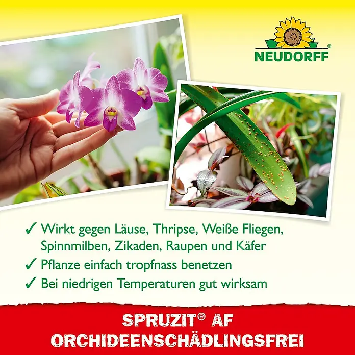 Neudorff Spruzit Schädlingsfrei AF - 250 ml, Geeignet für: Orchideen - Produktbild von Neudorff Sprusit AF Orchideenschädlingsfrei, ein Schädlingsbekämpfungsmittel für Orchideen.