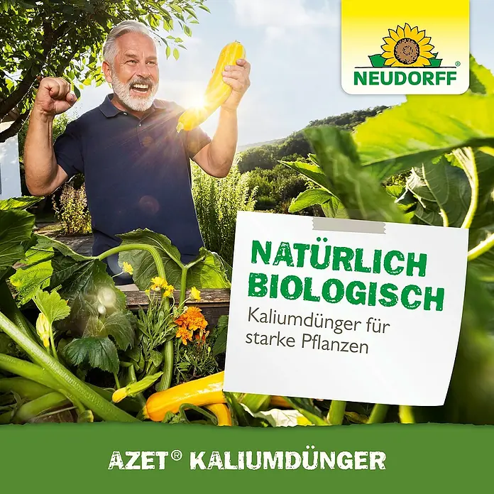 Neudorff Azet Kaliumdünger - 2 kg - Freudiger Gärtner präsentiert stolz eine große Zucchini, Symbol für starke Pflanzen dank AZET Kaliumdünger.