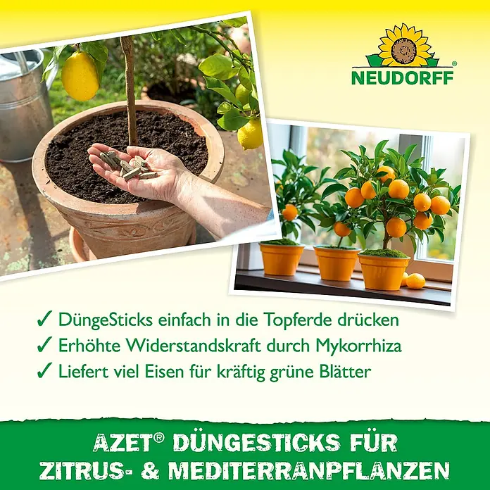 Neudorff Azet Grünpflanzen-Düngestäbchen Zitrus- und Mediterranpflanzen - 40 Stk. - AZET® Düngesticks für Zitrus- und Mediterranpflanzen. Graue Sticks werden in die Topferde einer Zitrone gedrückt.