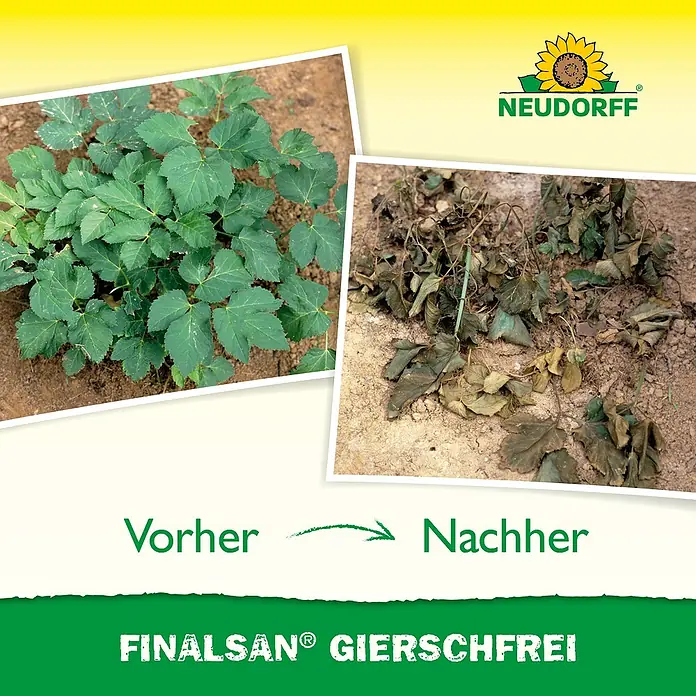 Neudorff Finalsan Gierschfrei - 1 l - Vorher und Nachher Vergleich des Produkts Finalsan® Gierschfrei von Neudorff. Es zeigt die Wirkung des Produkts auf Giersch.