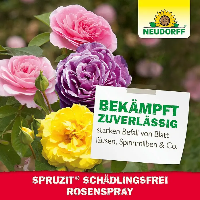 Neudorff Spruzit Schädlingsfrei RosenSpray AF - 750 ml - Foto von Neudorff SPRUZIT Schädlingsfrei Rosenspray mit Rosenblüten, das Schädlinge wie Blattläuse bekämpft.