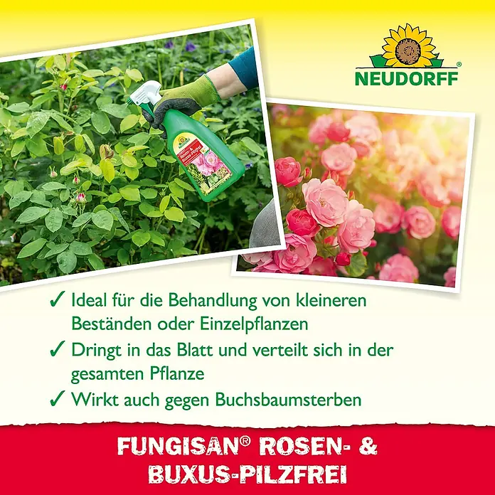 Neudorff Fungisan Rosen- & Zierpflanzen-Pilzfrei - 1 l - Fungisan Rosen- & Buxus-Pilzfrei von Neudorff: Ideal für Rosen und Buchsbaum, wirkt gegen Pilzbefall und Buchsbaumsterben.