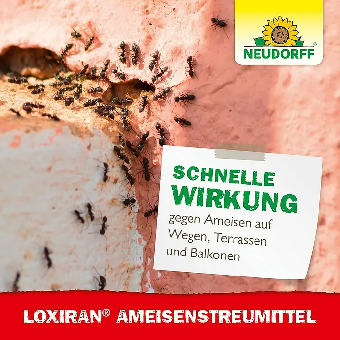Neudorff Loxiran Ameisen-Mittel S - 100 g - LOXIRAN Ameisenstreumittel stoppt schnell Ameisen auf Wegen, Terrassen und Balkonen. Neudorff-Produkt für effektive Schädlingsbekämpfung.